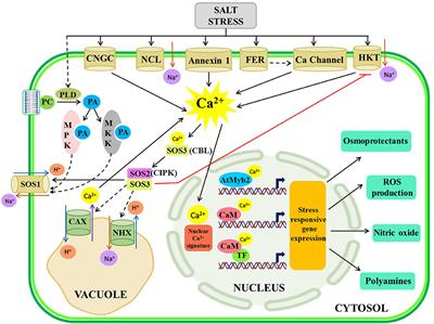 TypiCal but DeliCate Ca++re: Dissecting the Essence of Calcium Signaling Network as a Robust Response Coordinator of Versatile Abiotic and Biotic Stimuli in Plants